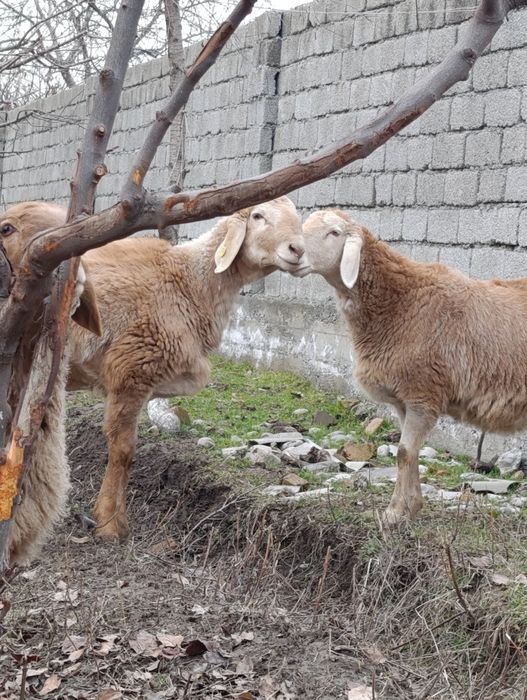 АРАШАНГА+ Ишкибозлар сотувда бор.