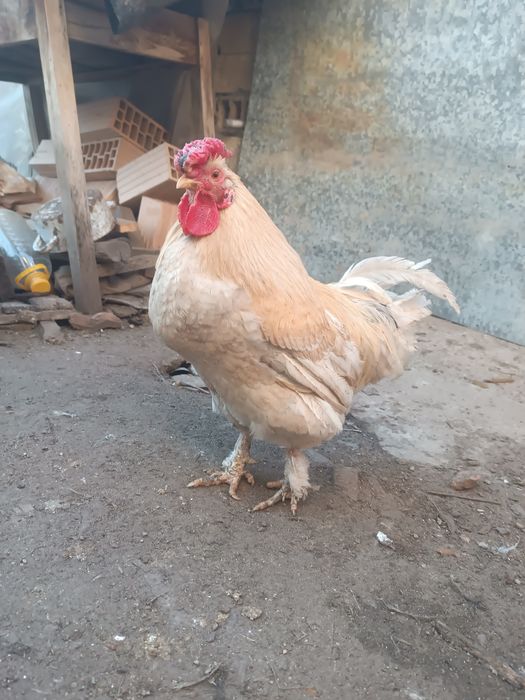 Млади петли идеални за ято