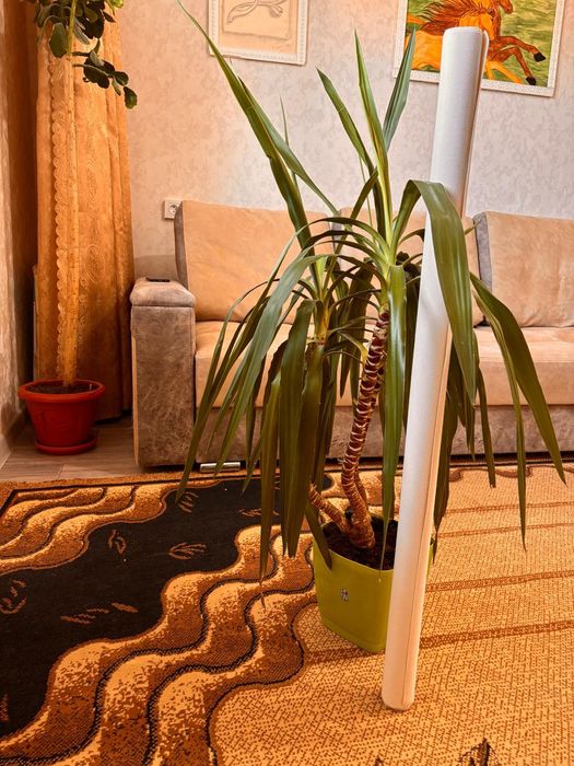 Цветы комнотные.