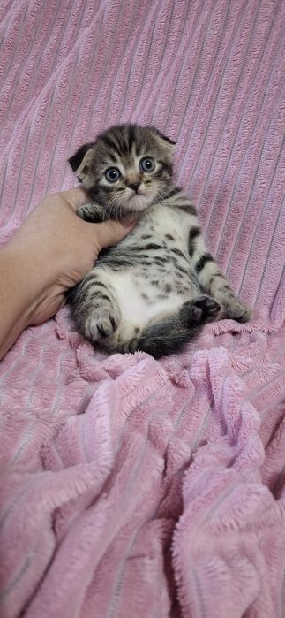 Шотландские вислоухие котята