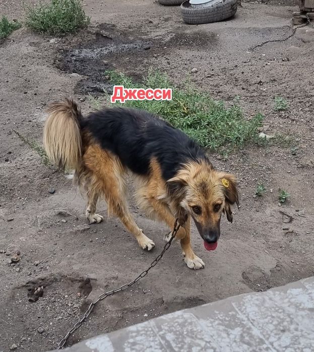 Дарю в добрые и ответственные руки