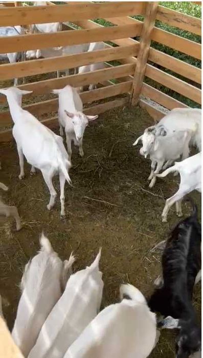 Козы, козы молодые, козлята