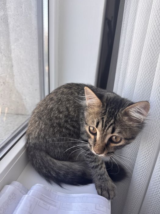 Котенок в добрые руки