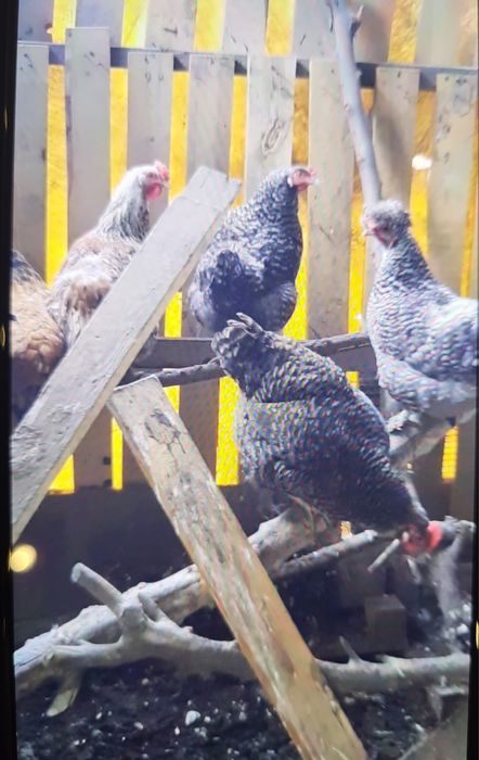 Продам домашних курей