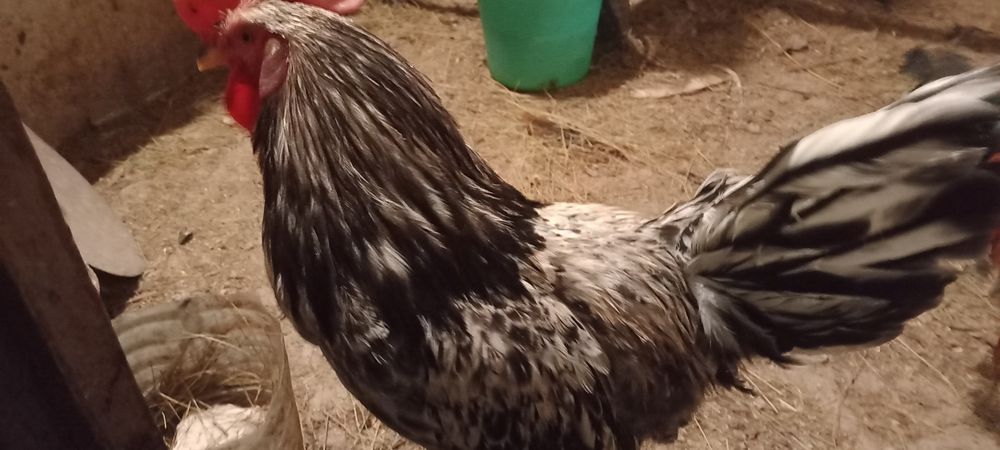 Продаются домашние петушки