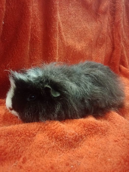 Продаются морские свинки