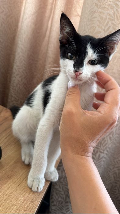 ADOPTIE pisicuta extrem de iubitoare!