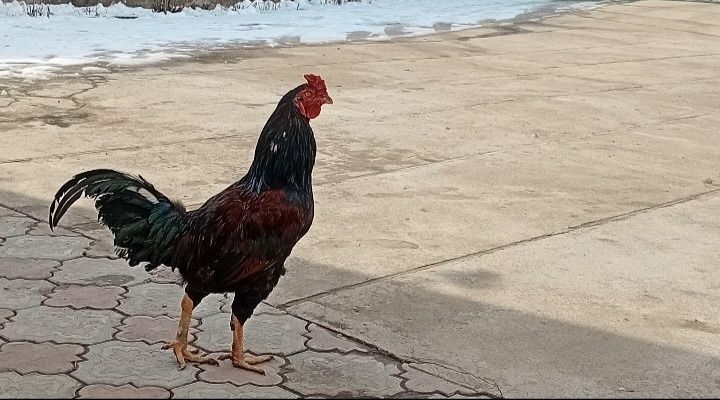 Даканы молоденькие