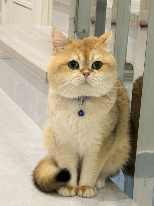 Кот на вязку привазной кот