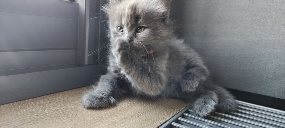 Котенок девочка.