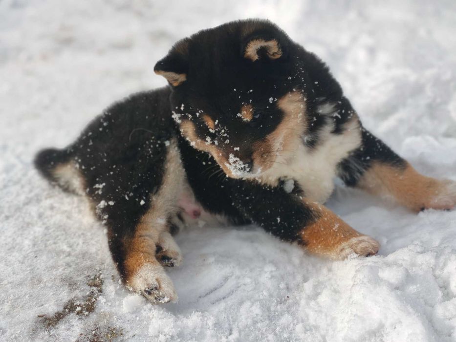 Shiba inu negru mascul