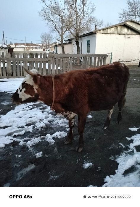 КРС стельная коровп