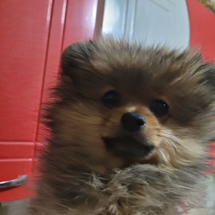 Продаются шикарные шпицы