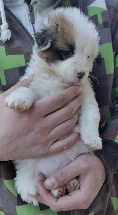 Căței, talie mijlocie, spre adopție responsabilă