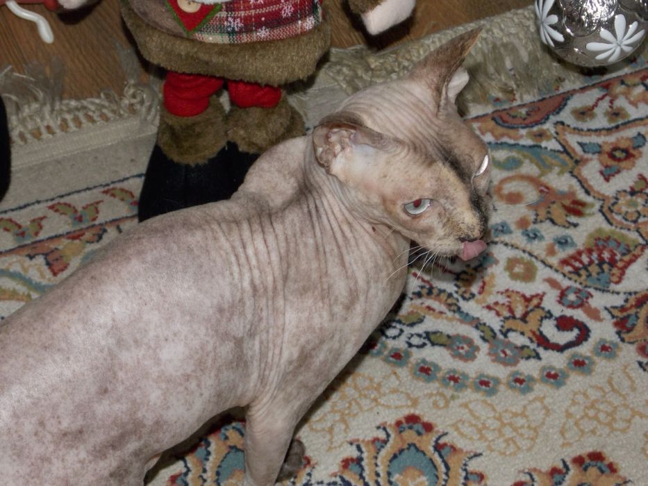 Фотоаппарат Nikon Coolpix L320