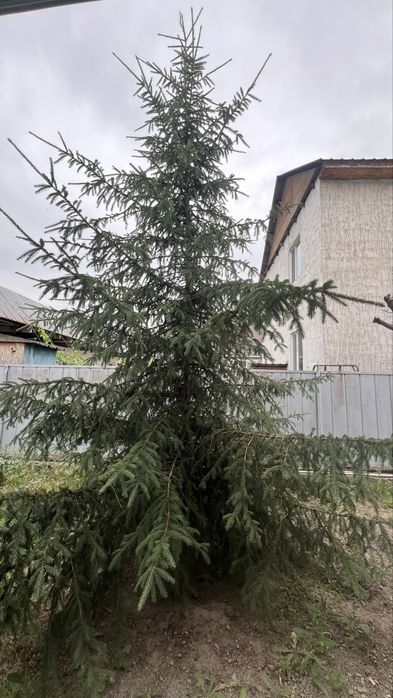 Елка/шырша тегін