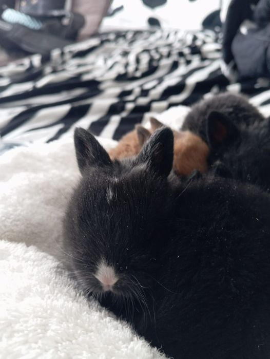 Продам крольчат в хорошие руки