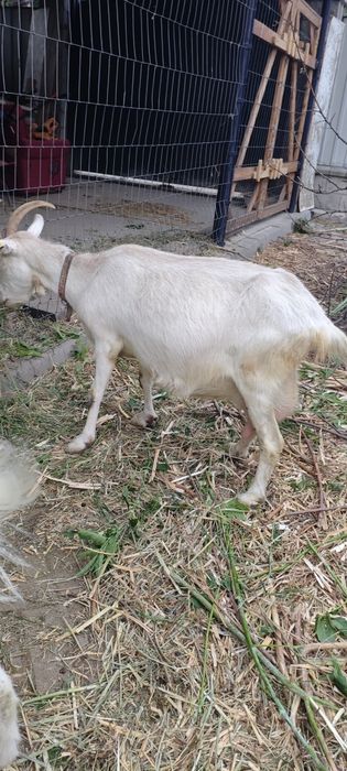 Продам дойную козу.
