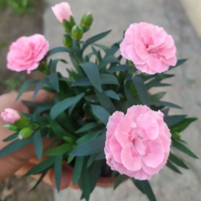 Бөлме гүлдері теплицадан тікелей