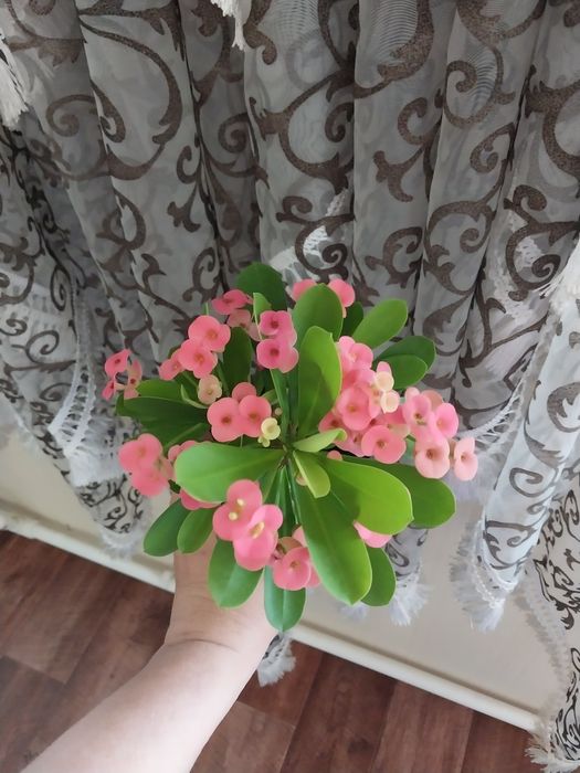 Молочай Милиуса отростки.