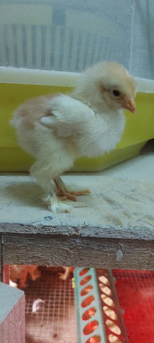 Pui Brahma Porțelan