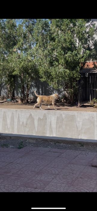 Алабай линияның иті
