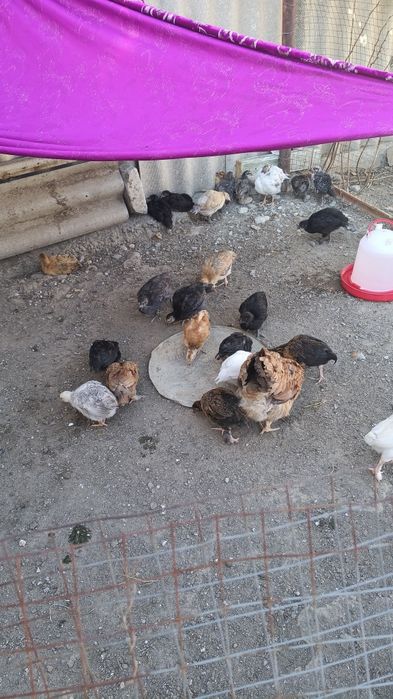 Продам курицу с цыплятами