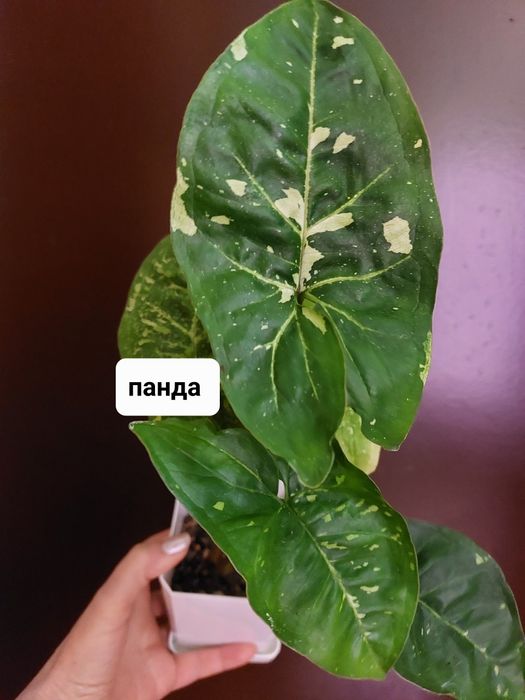 Сингониумы, комнатные растения.