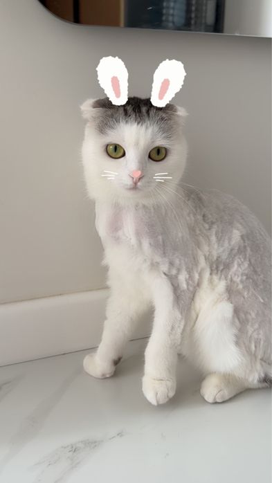 Кошка в добрые руки