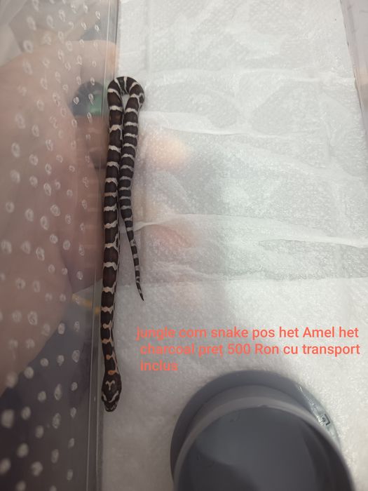 Vând pui corn snake