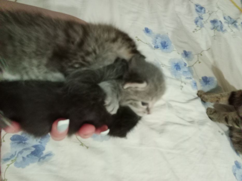 Отдам котят. 2 девочки черная и полосатая