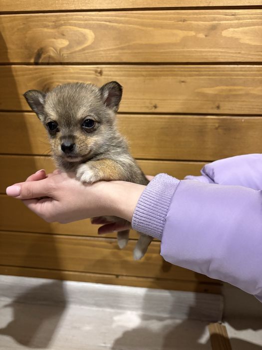 Кученца Померан Шпиц, Казанлък