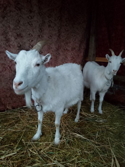 Ешкі сатамын.        .