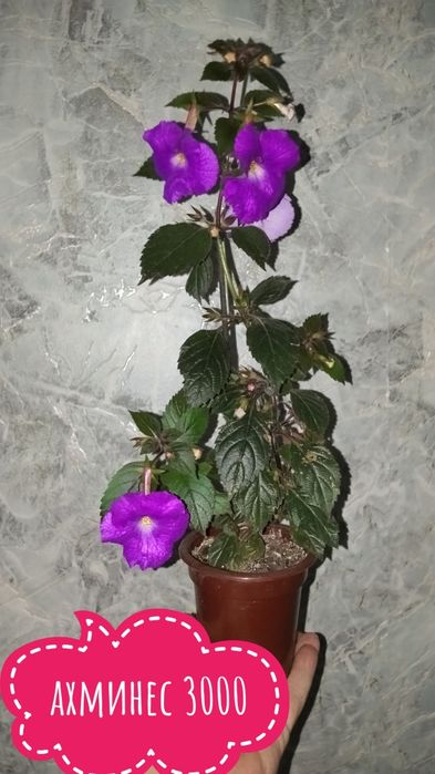 Комнатные растения