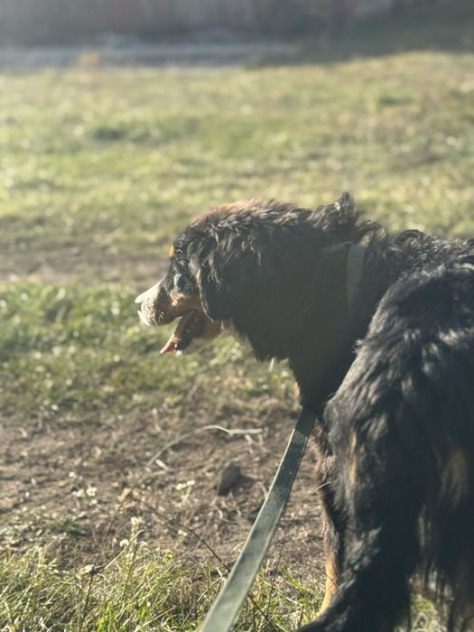 продам бернского зенненхунда