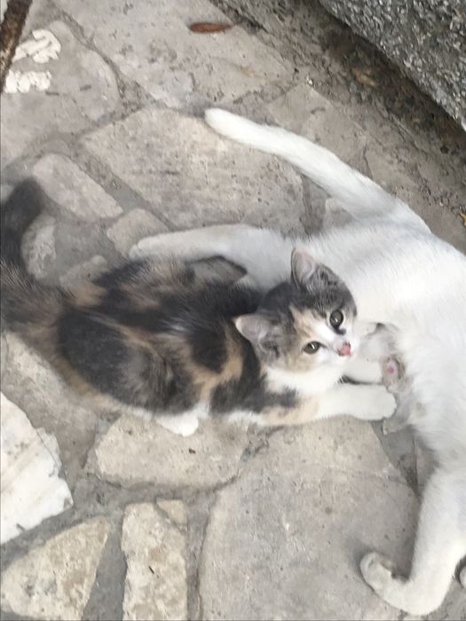 Котята,мальчики,девочки