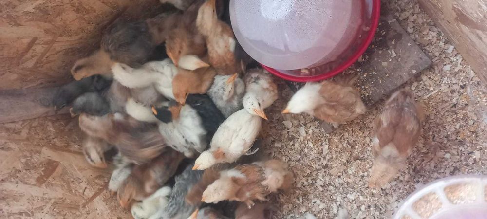 Pui țărănești crescuti natural – preț bun + livrare gratuită