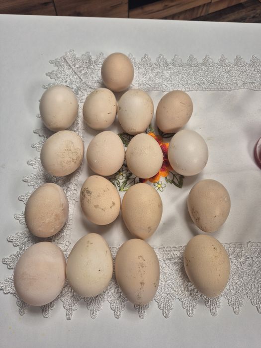Oua paun pentru incubat