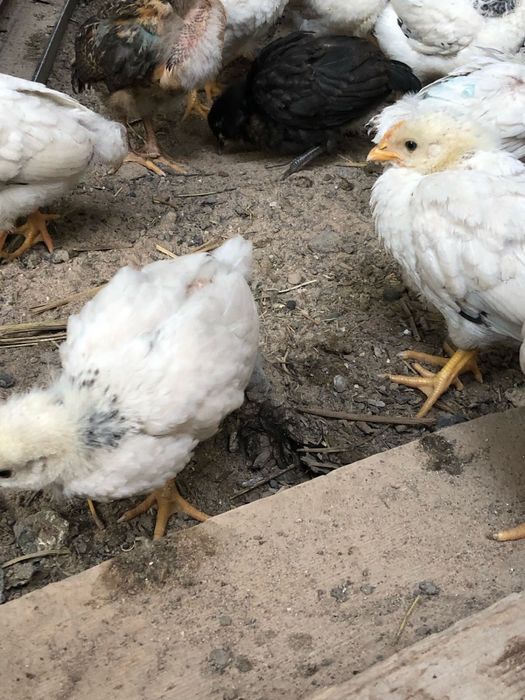 продам пародистых циплят