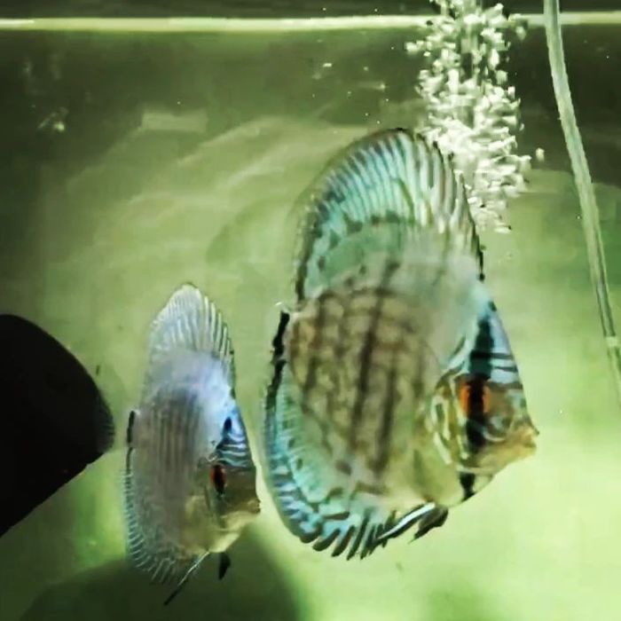 Мальки высокого качества от привозных производительей