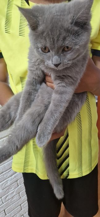 Котёнок британец