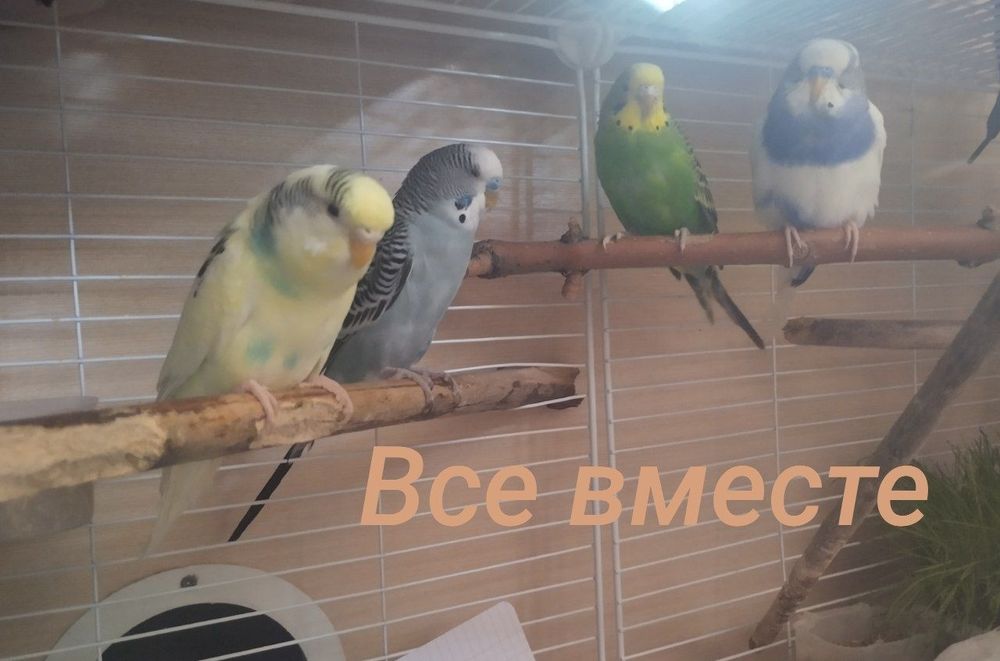 4 волнистика с клеткой
