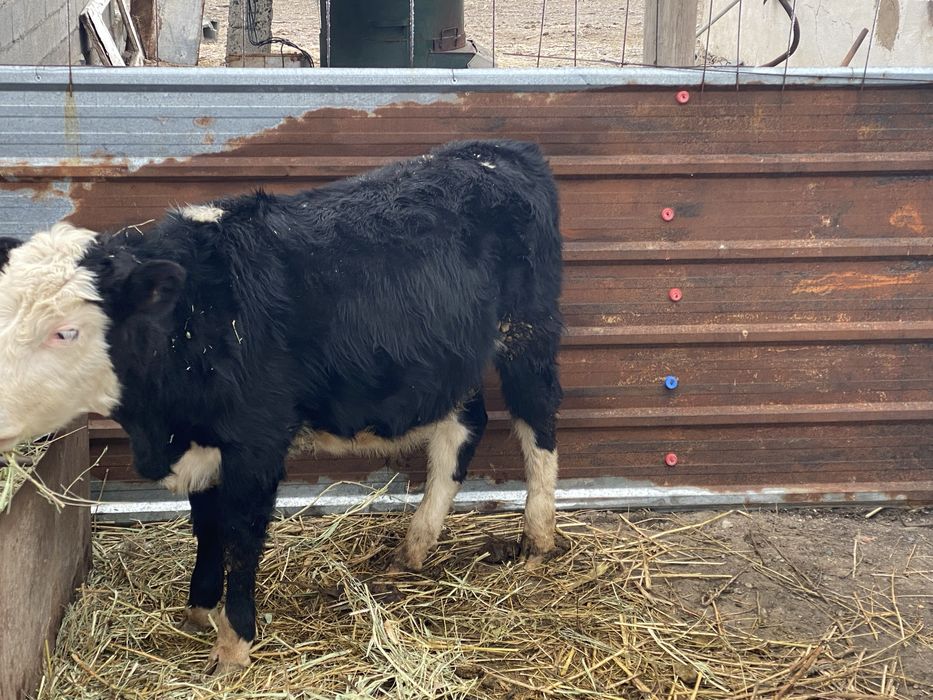 Продам бычков годовалые