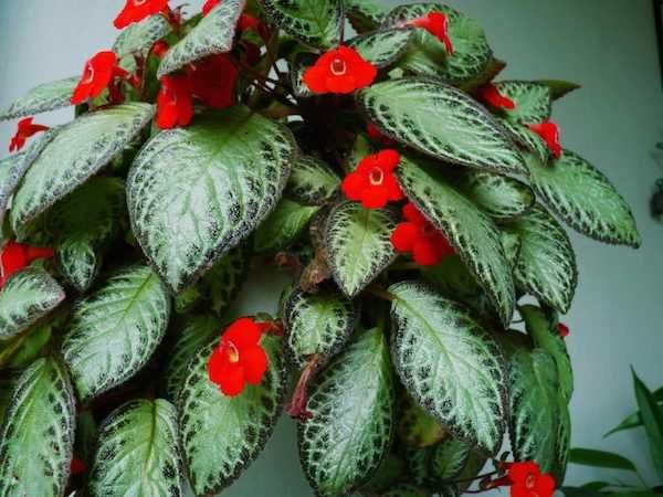 Продажа комнатных растений