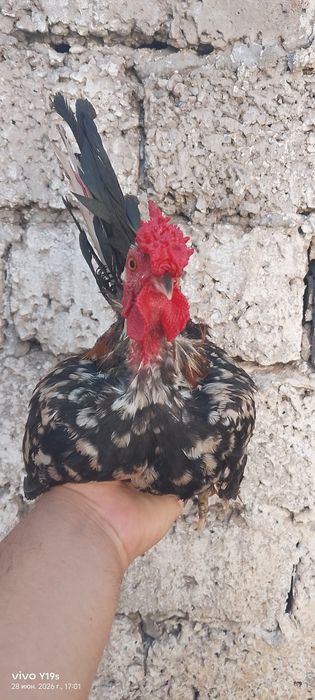 Yapon horozlari sotiladi