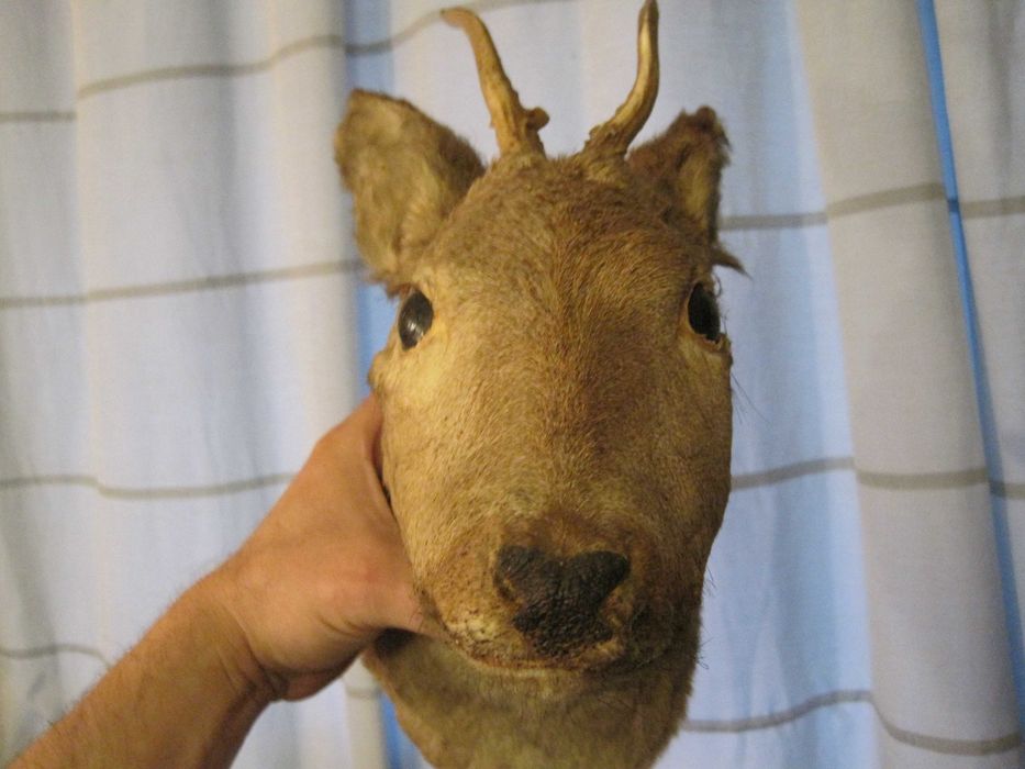 Ловен Трофей Сръндак!