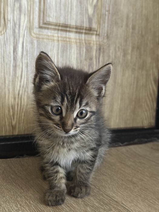 Котята бесплатно