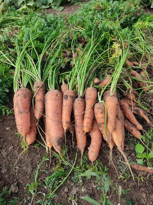 Картофель дачный 2800 тг