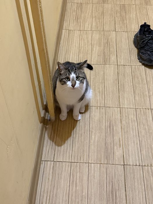 Подарявам Котенце