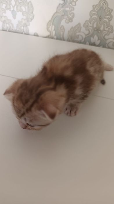 Продам шотландских котят